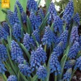 736401-muscari-armeniacum