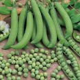 089000-doperwten-rijs-mechelse-edelkrombek-serpette-vert-rames-serpette-paris-marktveroveraar