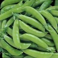 095900-suikererwten-nairobi-sugar-sprint-type