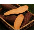 409592-zoete-aardappels-carolina-ruby