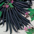 046305-stamslabonen-purple-queen