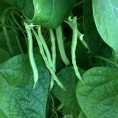 048305-stokslabonen-non-plus-ultra