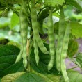 048320-stokslabonen-turkische-erbse