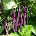 048375-stokspekbonen-kew-blue