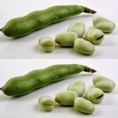 049950-tuinbonen-cuku-pupas