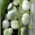 050000-tuinbonen-driemaal-wit