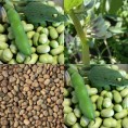 050220-tuinbonen-solberga