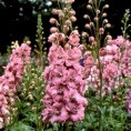 583390-delphinium-hybride-astolat