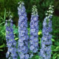 583460-delphinium-hybride-centurion-sky-blue-f1