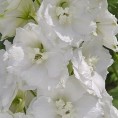 583500-delphinium-hybride-dwarf-snow-white-casablanca