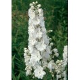 583510-delphinium-hybride-galahad-white-fountain