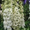 583520-delphinium-hybride-green-twist