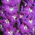 583540-delphinium-hybride-king-arthur