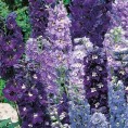 583550-delphinium-hybride-magic-fountains-blue