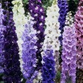 583750-delphinium-hybride-standard-mixed-avalon