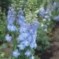 583770-delphinium-hybride-summer-skies