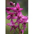 583890-delphinium-purpusii