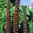 585280-digitalis-parviflora