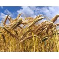 676510-triticale-hybride-sw-talentro-sequenz-twingo-dublet-stelvio