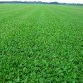 678050-microklavergazon-microclover-grass