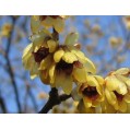 651400-chimonanthus-praecox