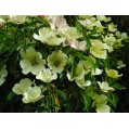 651500-cornus-capitata