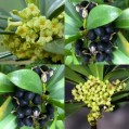 651638-daphne-laureola
