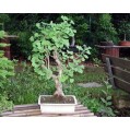 651800-ginkgo-biloba