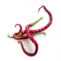 209480-peper-whippets-tail