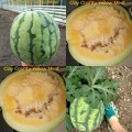 312030-watermeloenen-clay-county-yellow-meat