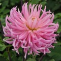 707060-dahlia-hollyhill-cotton-candy