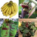 831180-banaan-dwerg-dwarf-cavendish