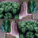 290320-wilde-spinazie-nobel-giant