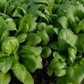 290400-voorjaar-herfst-resistoflay-securo