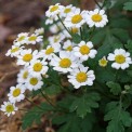 354700-moederkruid