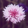 512200-centaurea-cyanus-tom-pouce-pink