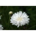 512210-centaurea-cyanus-tom-pouce-white