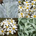 558030-tanacetum-ptarmiciflorum-silver-lace
