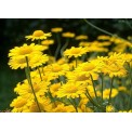 573800-anthemis-tinctoria
