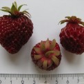 830350-zwarte-aardbei-hansa-cherryberry-schwarzer-ananas