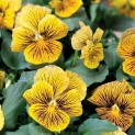 606705-viola-cornuta-network-improved
