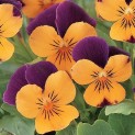 606715-viola-cornuta-orange-jump-up