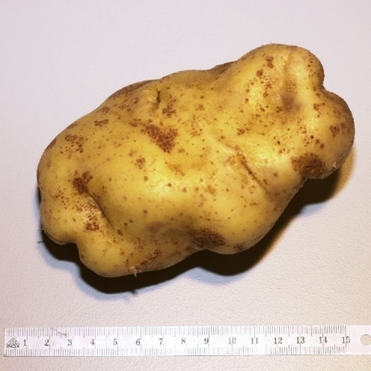 Картофель устойчивый к фитофторозу