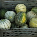 202660-meloenen-zoetzat