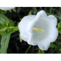 578360-campanula-medium-enkelbloemig-white
