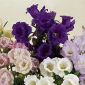 578400-campanula-medium-kop-schotel-gemengd