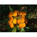 581000-cheiranthus-allionii-siberian-orange