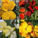 581190-cheiranthus-cheiri-bedder-mix