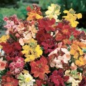 581300-cheiranthus-cheiri-mix-singles