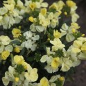 581420-cheiranthus-cheiri-sugar-rush-serie-primrose-f1